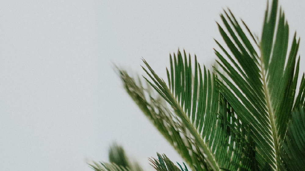 香草山 | 辦公室綠植要“對癥下藥”，快看看自己適合啥？